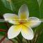White Flower Plumeria rubra L. cv. Acutifolia