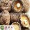 prices for dried high quility China shiitake mushroom with steam