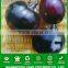 E08 Shengyuan No.2 f1 Hybrid Black Eggplant Seeds, 700 to 850grams in Weight, Round Shape
