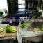 Full Automatic Tarragon Vegetable Packing Equipment/machine
