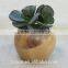 Sphere Succulent Air Plant Planter Wood