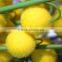 Home and outdoor garden table wedding gate decoration 60cm or 24inches Height artificial 3 heads flowers E04 0626