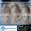 Whole Cuttle Fish for Bulk Sale from Reputed Supplier
