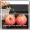 wholesale hight quality fake fruit artificial fruit for decoration