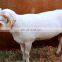 Sheep Goat Livestock Slaughtering Sheep unhairing machine for sheep slaughter line equipment