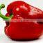 healthy vegetable rich in vitamin frozen red chili with good quality and moderate price in China