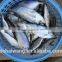 Landing frozen Bigeye scad Selar curmenophthalmus