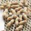 Delicious roasted peanuts in shell for sale