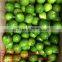 FRESH SEEDLESS LIME ( M : 0084907920885)