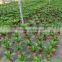 Cycas revoluta outdoor planting sago palms