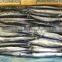 Frozen Pacific Saury Fit For Bait Only