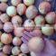 Professional china origin onion with low price