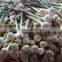 Best Price White Natural Fresh Garlic promotion