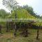 Wholesale Outdoor Decrotive Landscaping Ornamental Palm Caryota Urens L
