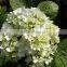 The shrub plant Hydrangea macrophylla seedling