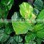 The Landscape Tree Barringtonia Asiatica Seedling
