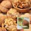 Xunda thin skin walnuts in shell