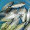 Whole Sale Good Price Indian Frozen Mackerel For Sale
