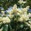 EUCALYPTUS GLOBULUS OIL 70%