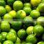 Lime Oil wholesalers.