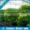 Hot selling vertical hydroponic greenhouse grow tent