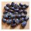 Mucuna Extract