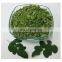 Dried moringa leaf from Vietnam