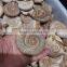 wholesale top quality natural snail fossils ammonite fossils for sale