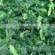 IQF chopped spinach/frozen spinach balls/