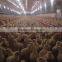 auto controlled chicken breeding machine poultry breeding equipment