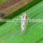 Biosafety against non-targets harmless to beneficial insects and Destroy the lacewing flies