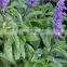 Private Label Pure Natural Sage Essential Oil Salvia officinalis Spice Oil Wholesale In Bulk