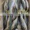 seafrozen pacific ocean lamp catch horse mackerel fish