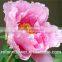kunming importers of fresh flowers single stem pink penoies flowers