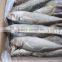 25cm+ Horse Mackerel (Trachurus japonicus)