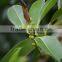 Outdoor plants Ficus elastica
