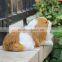 Korean Cube Pets Animal Dog Tube Plush Dog Toys for Sales