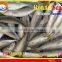 FROZEN MARUADSI (ROUND SCAD)