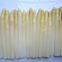 Factory Price Premium Quality FRESH Brined White Asparagus Spear in Glass Jar