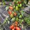 banana tomato seeds hot tomato greenhouse plant  tomato seeds no.68