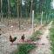 Chicken Wire - Chicken Wire Netting - hexagonal wire mesh