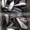 New HGT frozen bonito fish and Auxis thazard