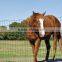 Durable Corrosion Resistant Cattle Fencing (ISO9001,2008)