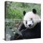 With Frame Panda Canvas Printed Painting Art Livingroom Decor DWYS23