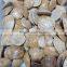 Polished Echinoid Star Fish/Sand Dollars Natural Star Fish Fossils