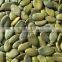 snow white pumpkin kernel shine skin pumpkin seeds