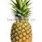 Canned Pineapple Canned Fruit