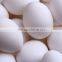 Indian white egg suppliers