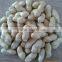 Shandong Peanuts in Shell Peanut Factory