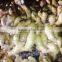 Wholesale Ginger Price